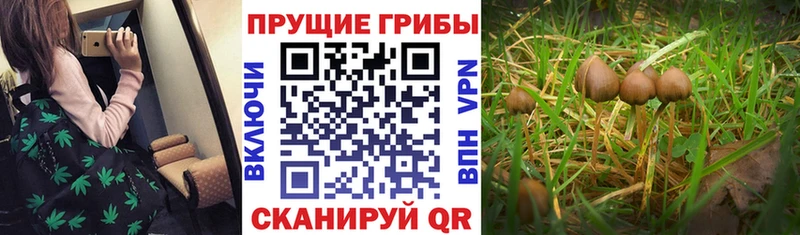 Купить  Зарайск  Псилоцибиновые грибы MAGIC MUSHROOMS 